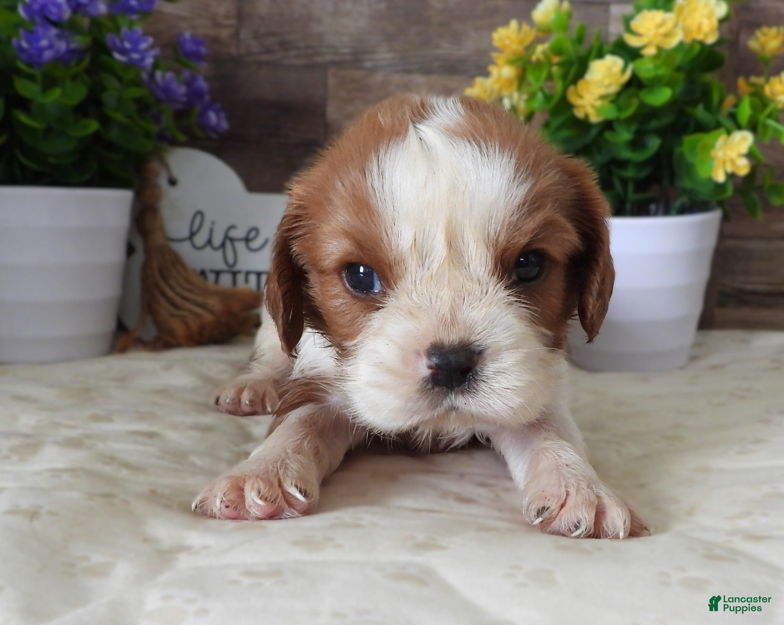 Cavalier King Charles Spaniel dogs #3 Male (Lulu's) - Ad 16