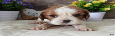 #3 Male (Lulu's)