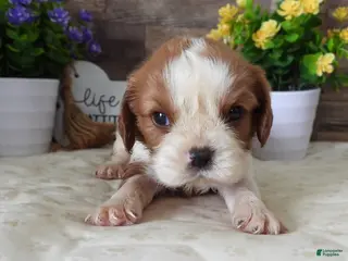 Cavalier King Charles Spaniel dogs #3 Male (Lulu's) - Ad 16