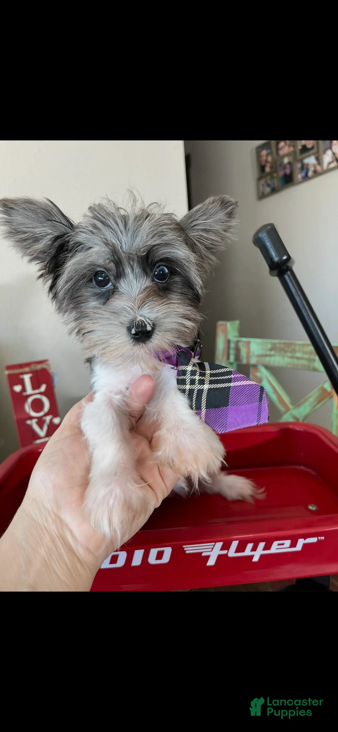 Yorkshire Terrier dogs for sale: KB Black Parti Tiny Boy Partial Blue eye - Ad 7