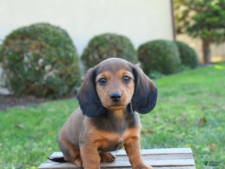Dachshund dogs - Ad 10