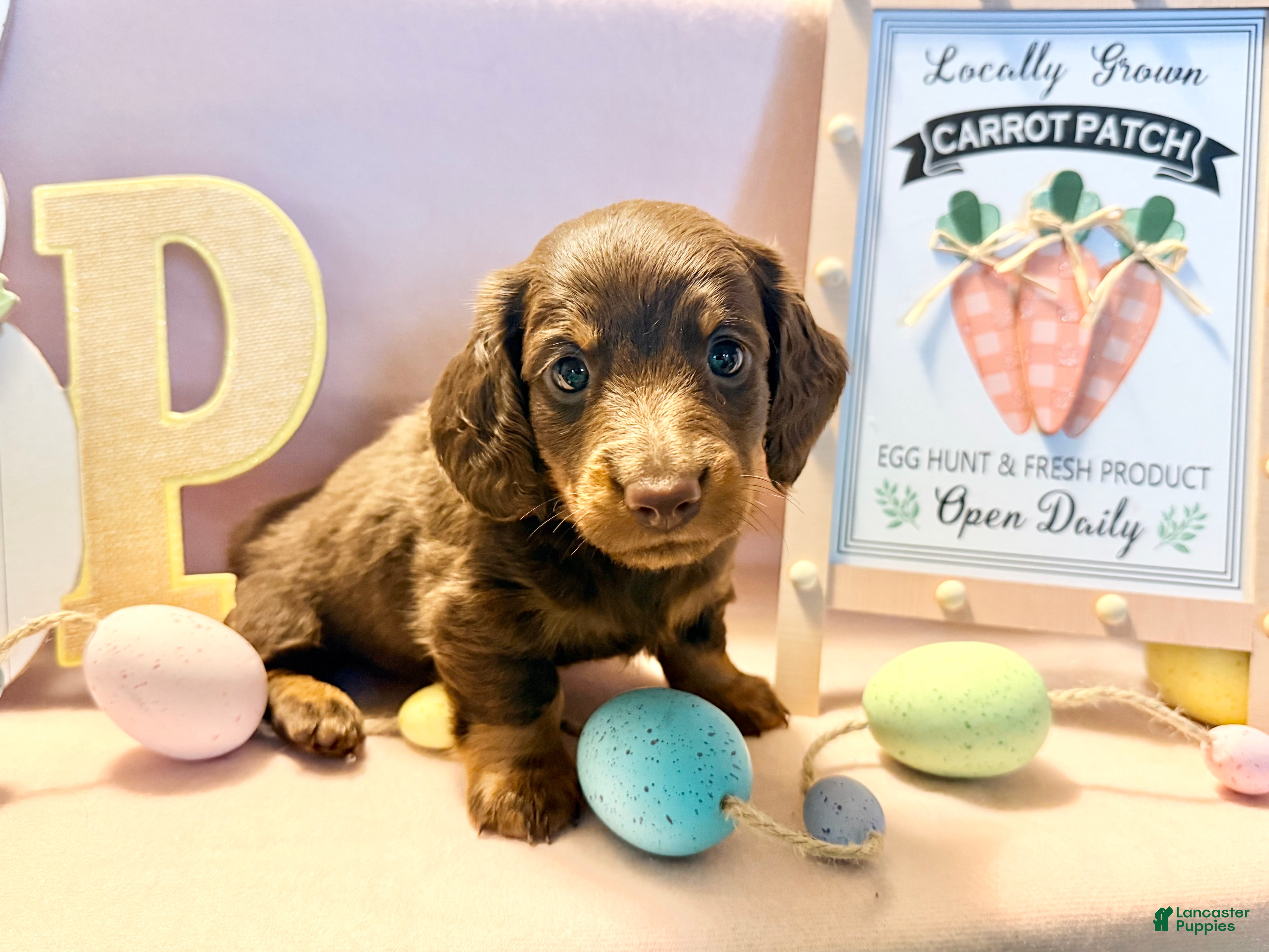 Dachshund dogs Big boy  - Ad 1