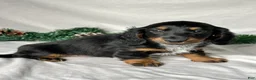 Miniature Dachshund dogs for sale: Leo - Ad 4