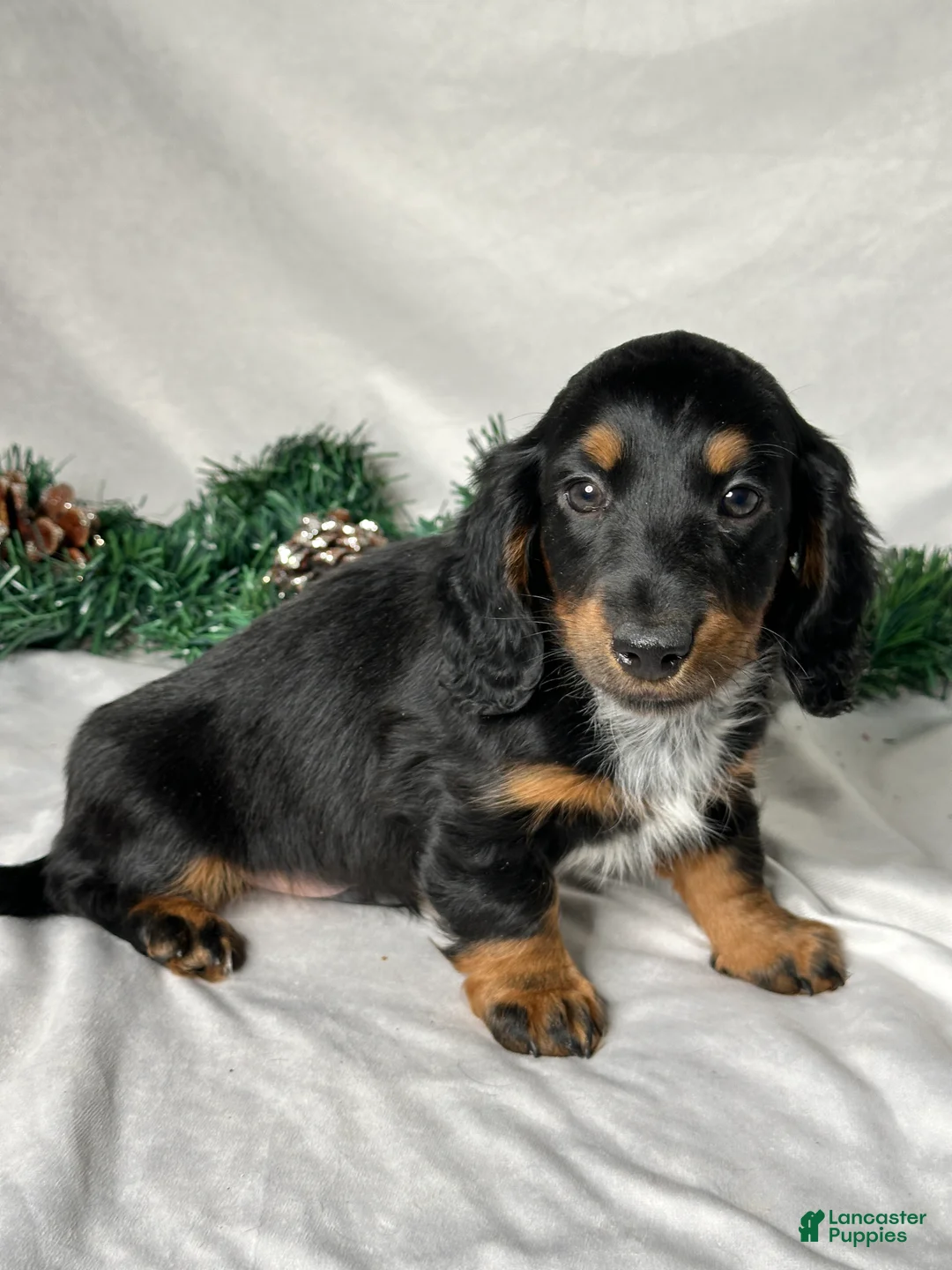 Miniature Dachshund dogs for sale: Leo - Ad 4