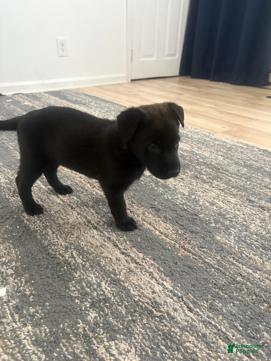 German Shepherd dogs for sale: German Shepherd Puppy 1 - Ad 1