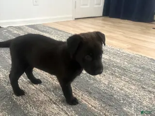 German Shepherd dogs German Shepherd Puppy 1 - Ad 12