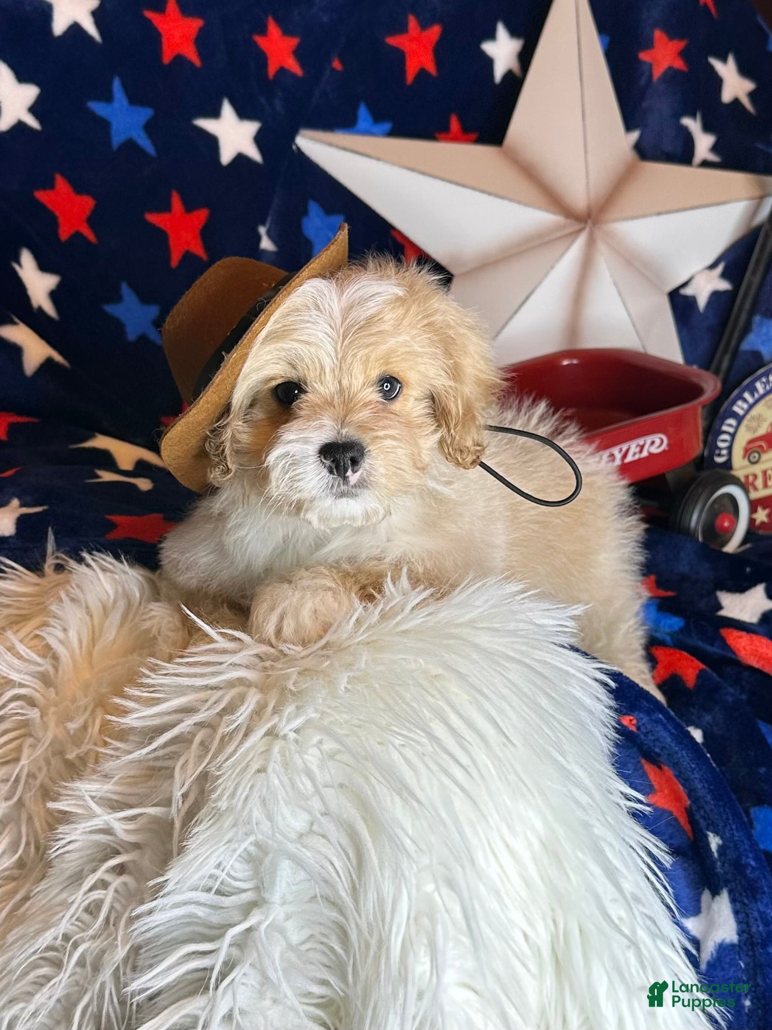 Pekapoo dogs Winston - Ad 1