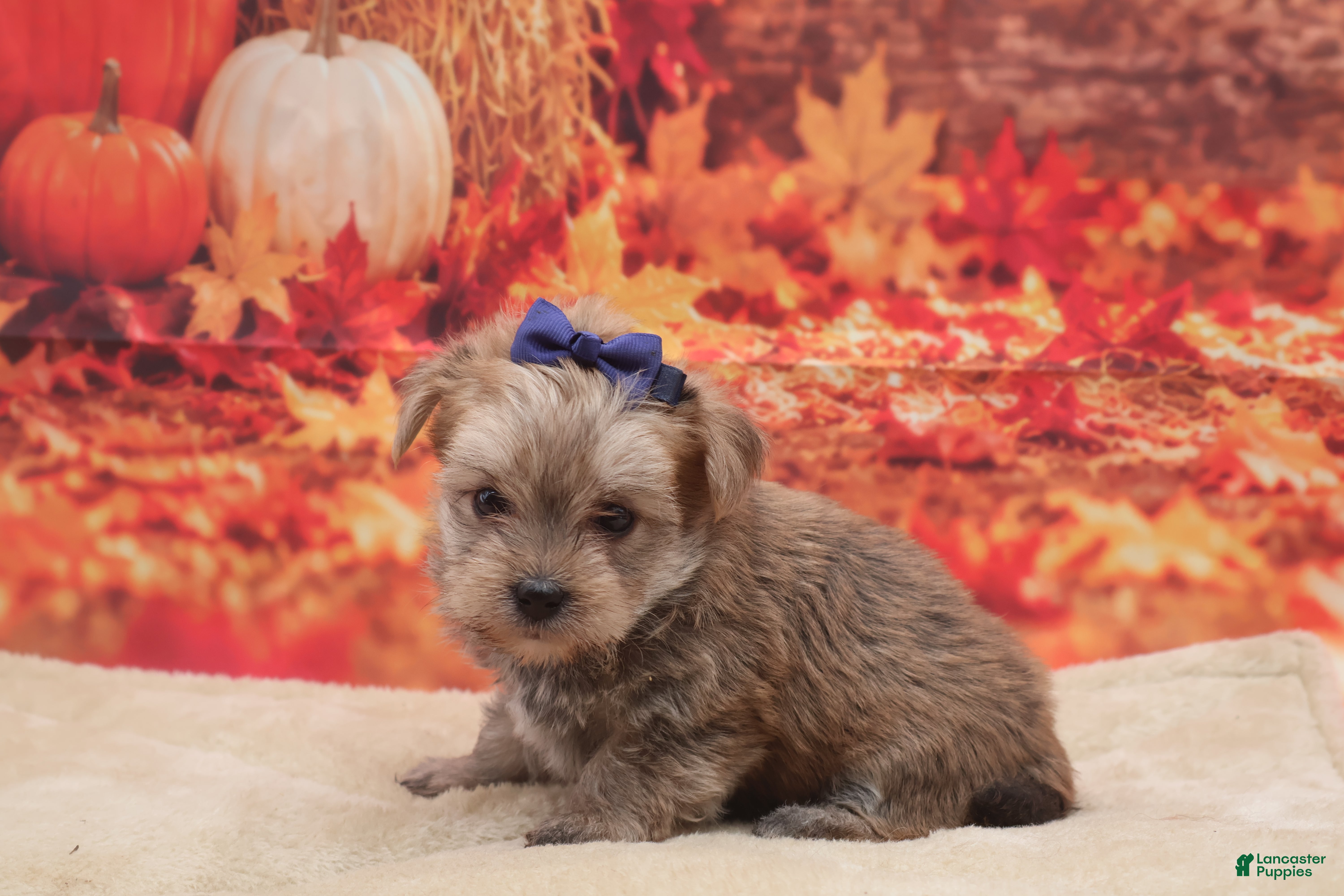 Morkie dogs Tanner - Ad 7