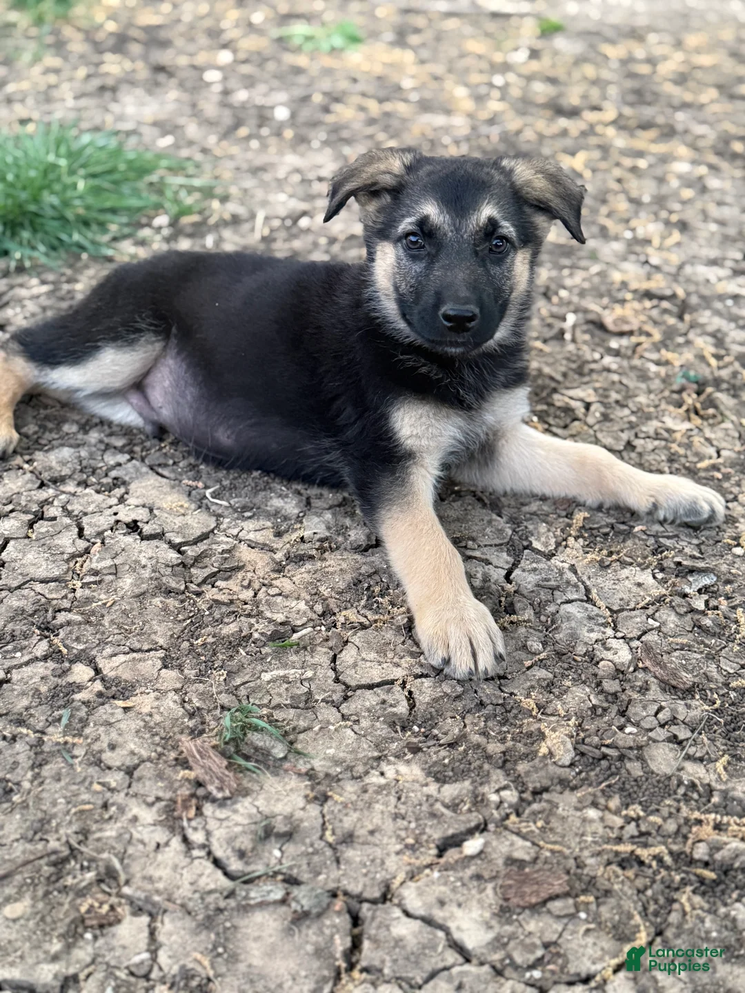 German Shepherd dogs for sale: Black - Ad 2