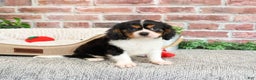 Cavalier King Charles Spaniel dogs for sale: Keeter - Ad 5