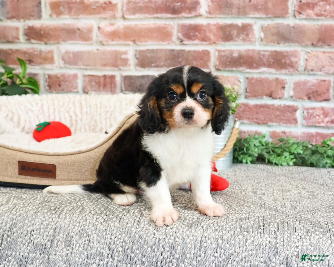 Cavalier King Charles Spaniel dogs for sale: Keeter - Ad 5