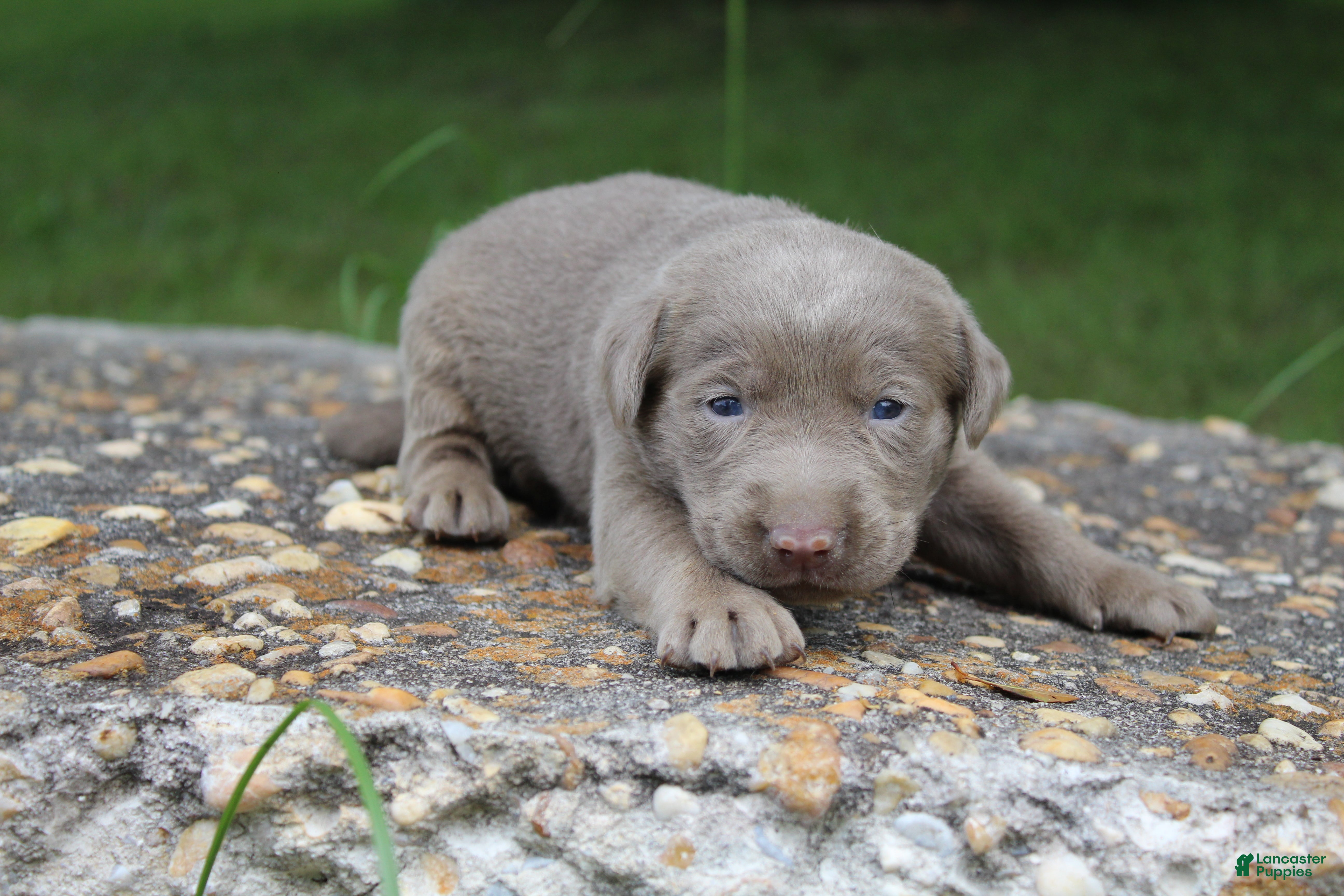 Labrador Retriever dogs Alley - Ad 2