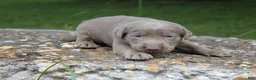 Labrador Retriever dogs for sale: Alley - Ad 2