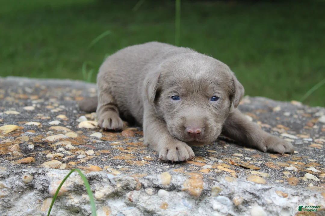 Labrador Retriever dogs for sale: Alley - Ad 2