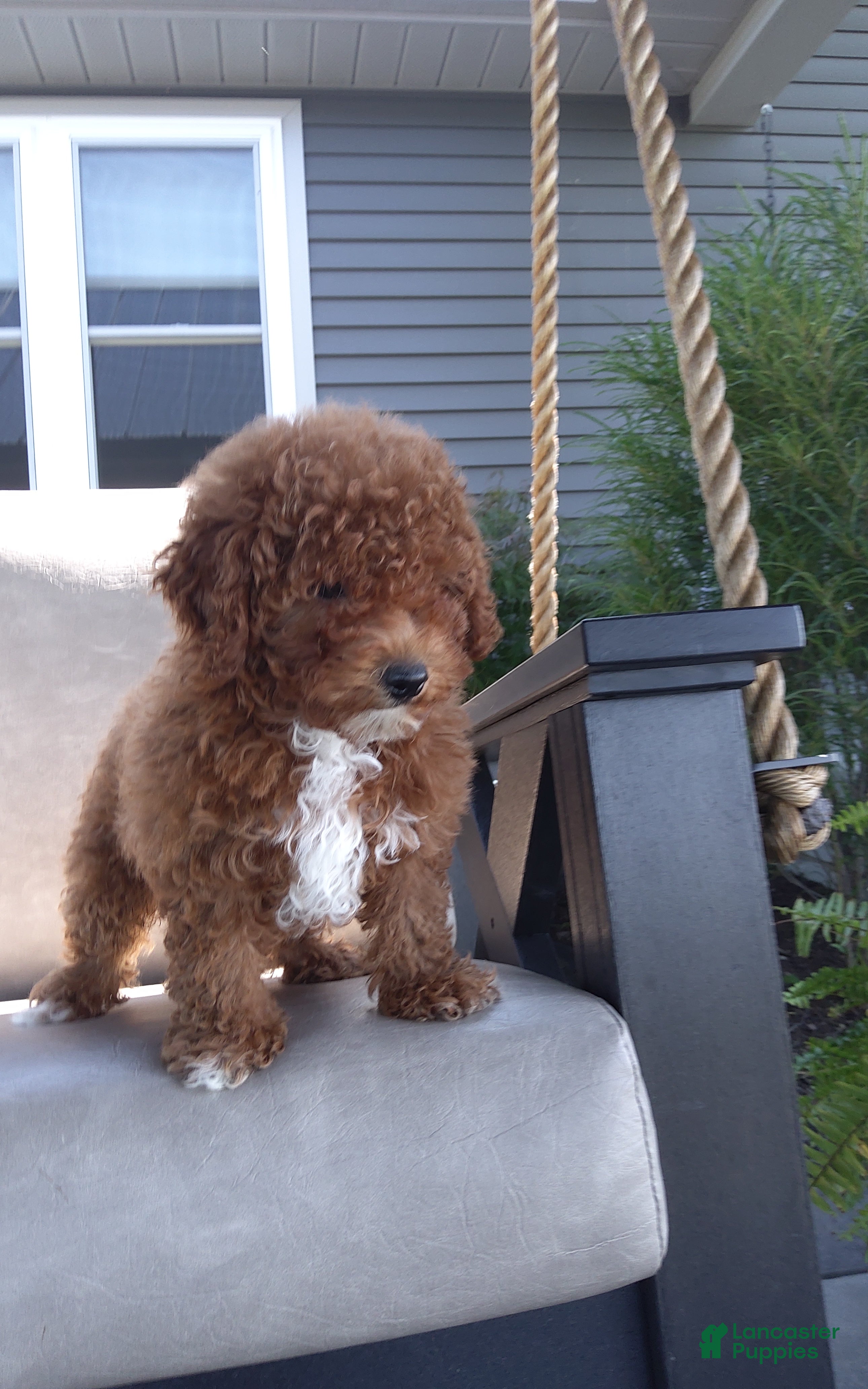 Miniature Poodle dogs Buster - Ad 1