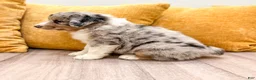 Australian Shepherd dogs for sale: Dusty - Ad 5