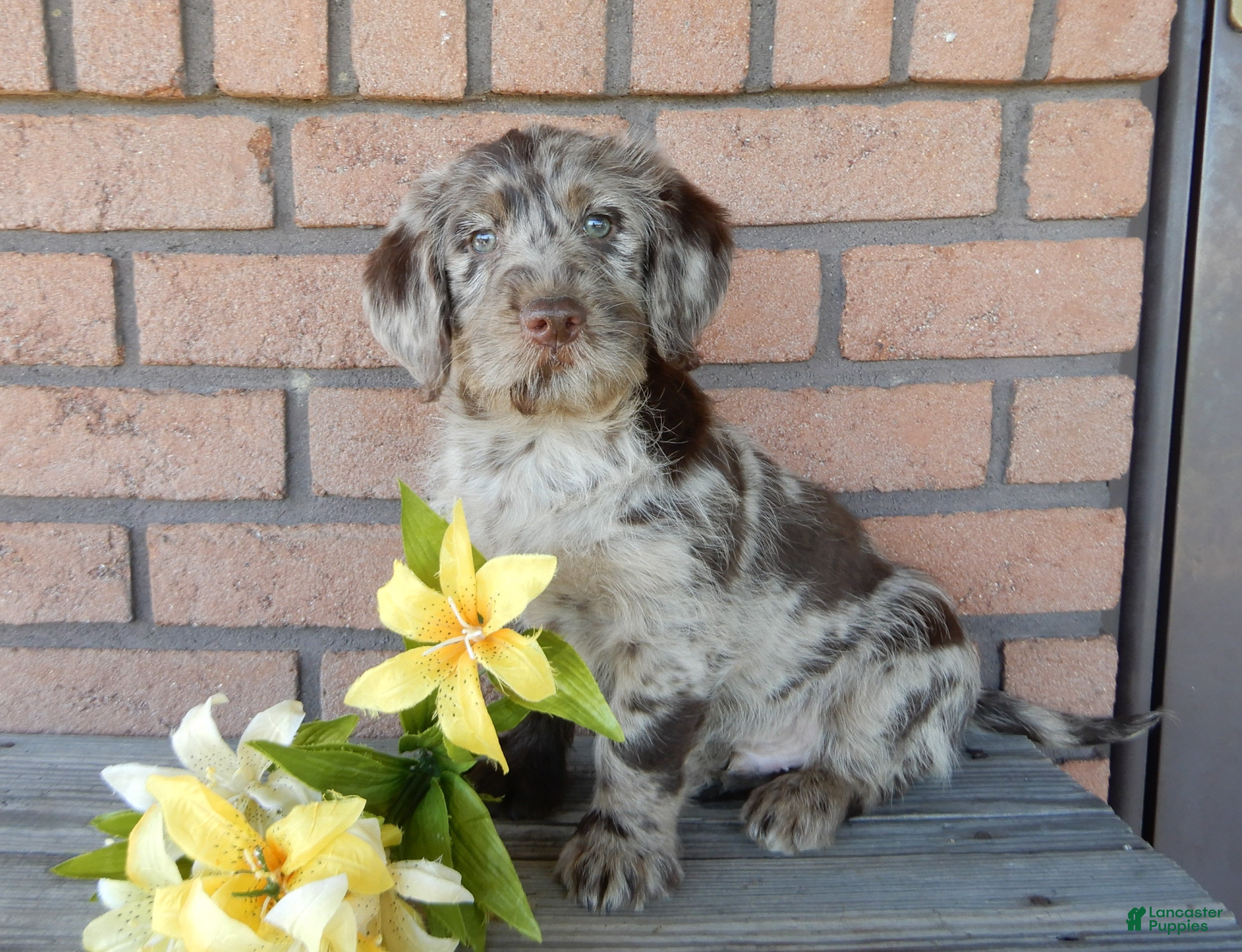 Labradoodle dogs Chase - Ad 15