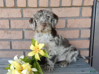 Labradoodle dogs Chase - Ad 19