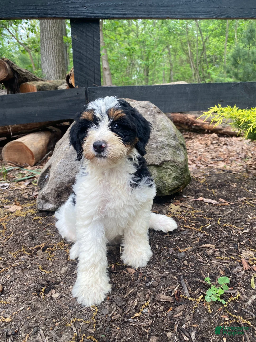 Bernedoodle dogs for sale: Holden - Ad 1