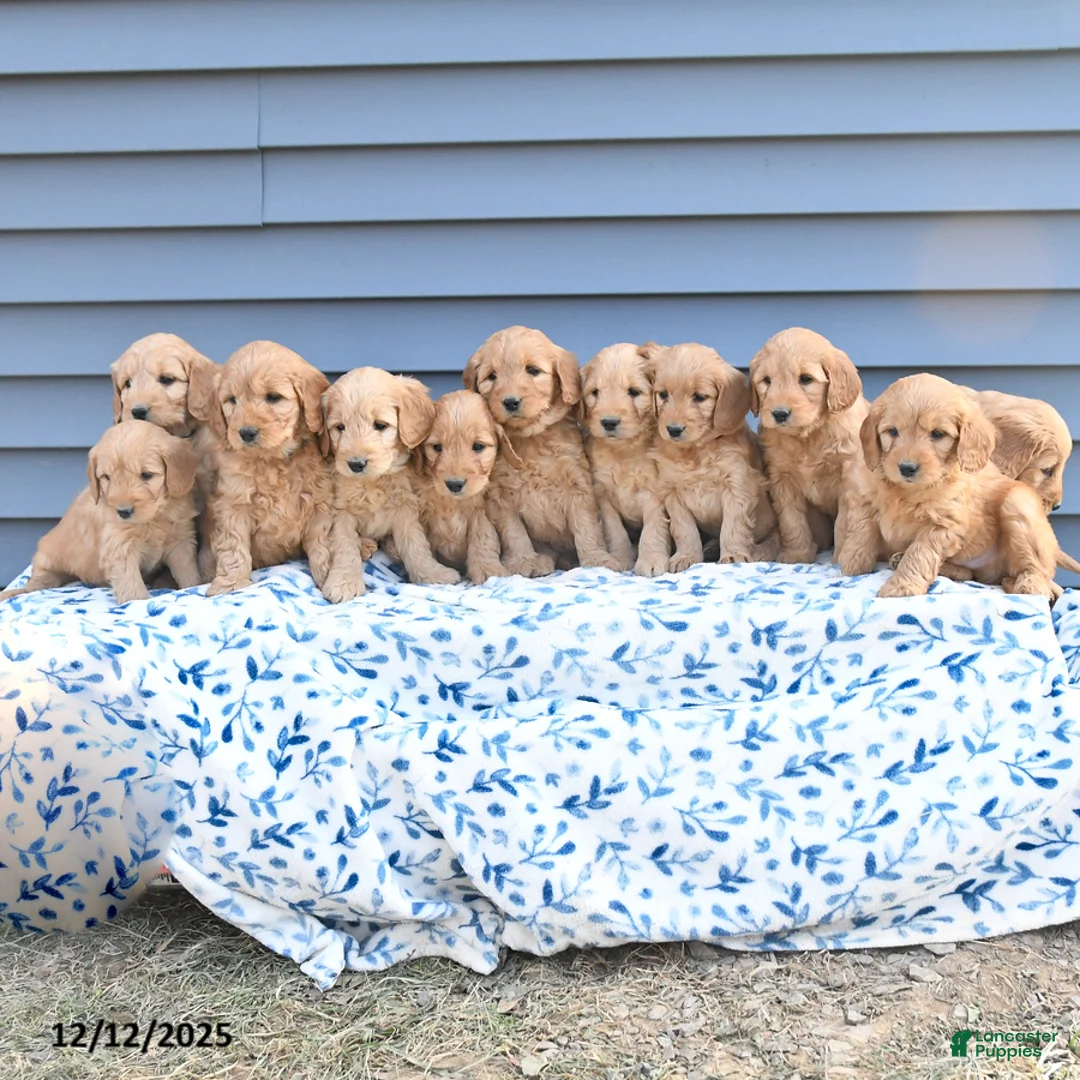 Goldendoodle dogs for sale: Billy - Ad 5