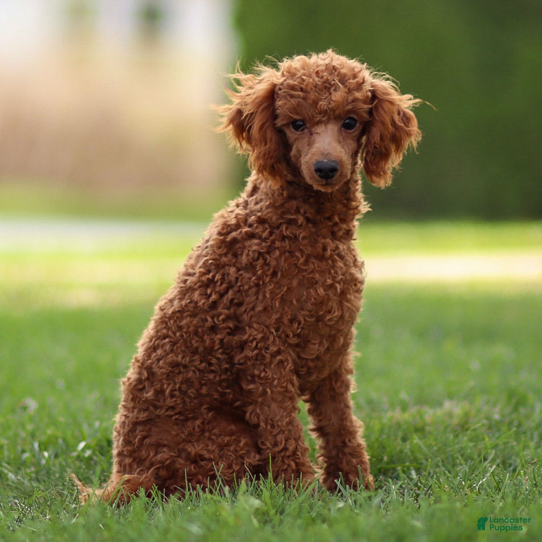 Toy Poodle dogs for sale: Maple Rose - Ad 3