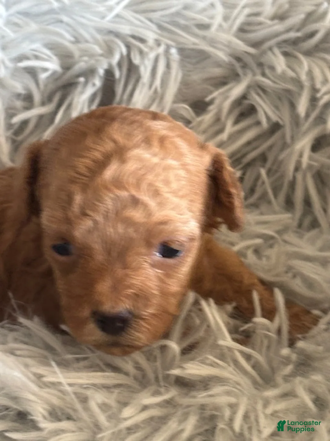 Maltipoo dogs for sale: Margo - Ad 2