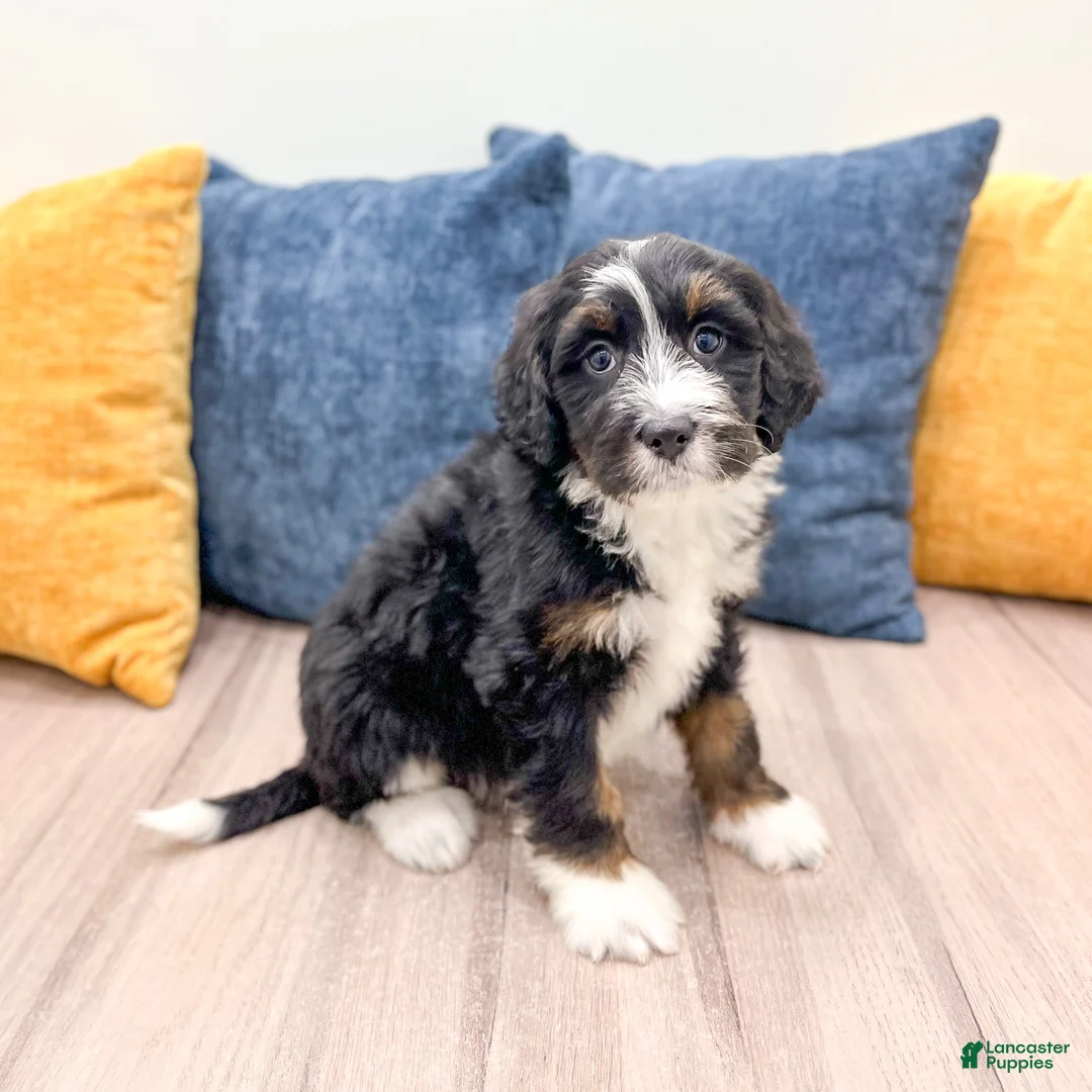 Bernedoodle dogs for sale: Bunkie - Ad 1