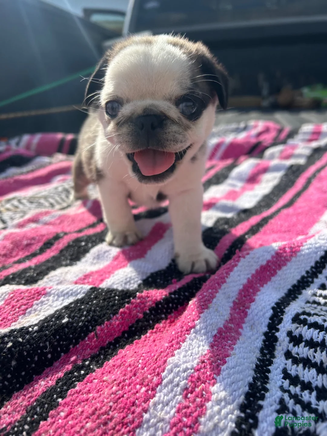 Pug dogs for sale: Lady - Ad 2
