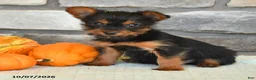 Yorkshire Terrier dogs for sale: Noah - Ad 3