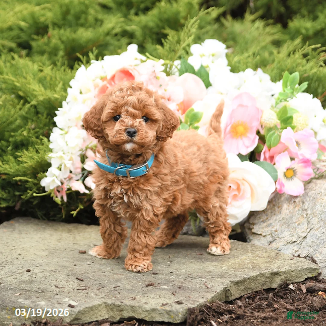 Mini Goldendoodle dogs for sale: Sugar - Ad 1