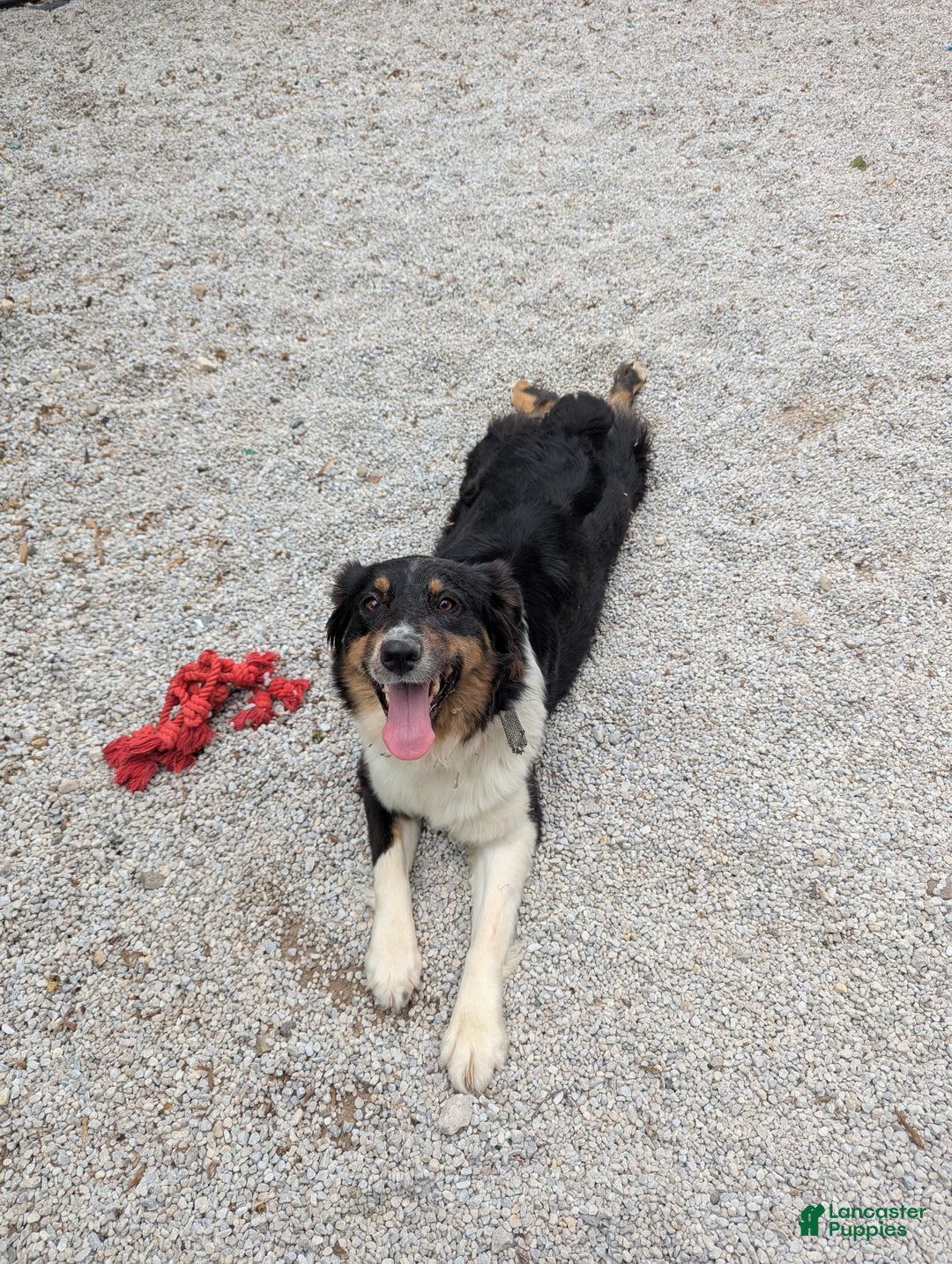 Australian Shepherd dogs for sale: Puppy Female - Ad 3