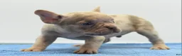 Mixed Breed dogs for sale: Milo merle  - Ad 6