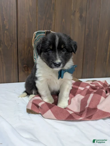 Gallery Image {{count}}