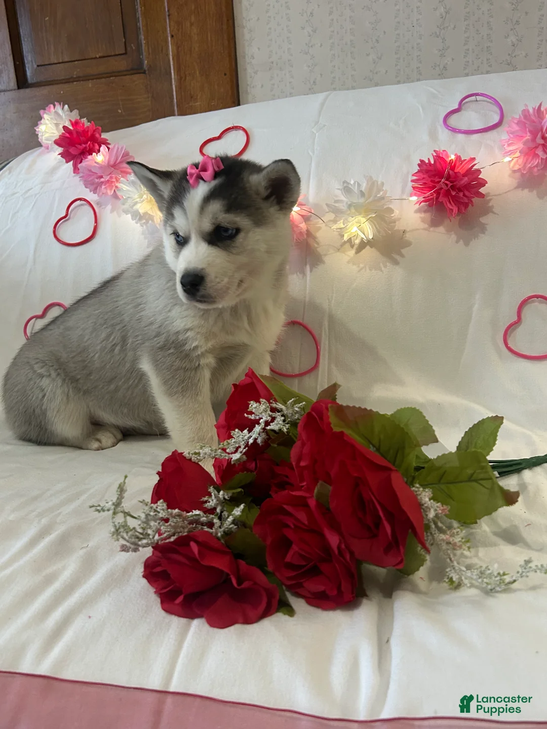 Siberian Husky dogs for sale: Siberian Husky Puppy 3 - Ad 1