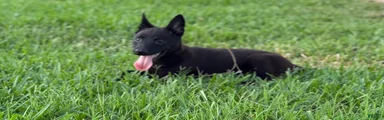 Belgian Malinois 1