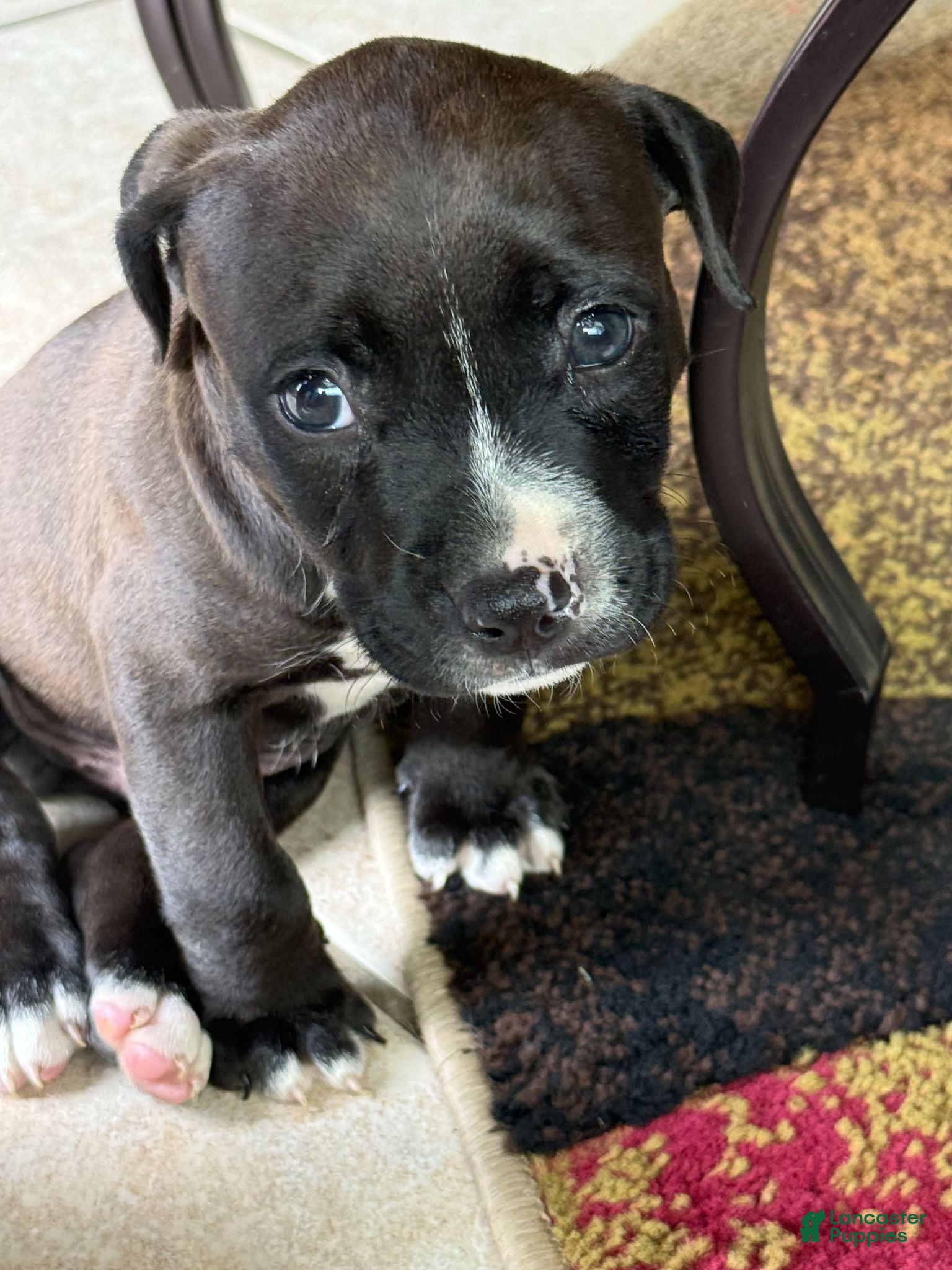 American Bully dogs American Bully 1 - Ad 3