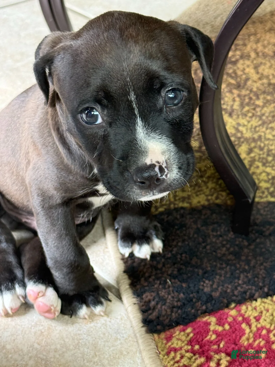 American Bully dogs for sale: American Bully 1 - Ad 1