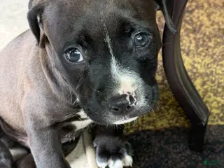 American Bully dogs American Bully 1 - Ad 3