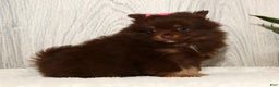 Pomeranian dogs for sale: Whitney - Ad 4