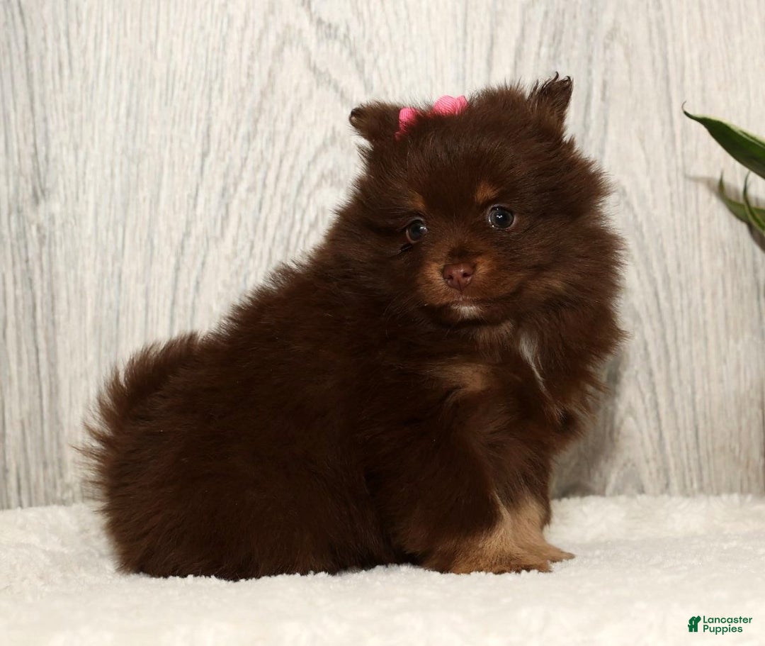 Pomeranian dogs for sale: Whitney - Ad 4