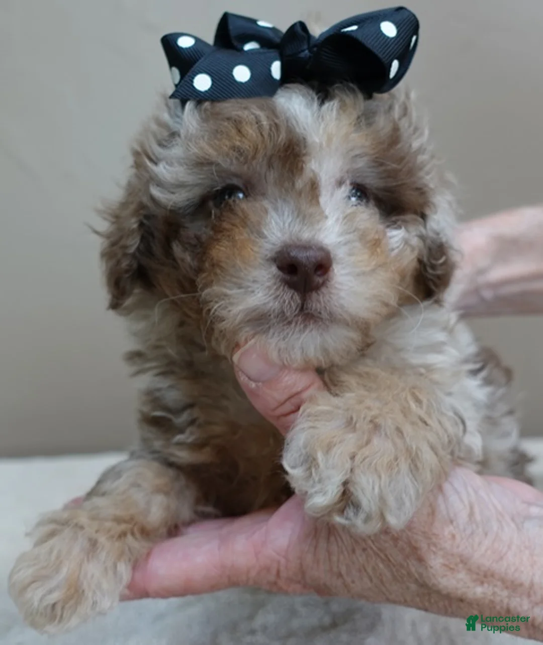 Toy Poodle dogs for sale: Chocolate merle rarest color in the world - Ad 1