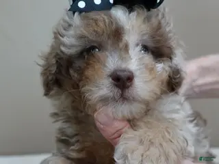 Toy Poodle dogs Chocolate merle rarest color in the world - Ad 12