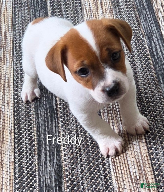 Jack Russell Terrier dogs Freddy  - Ad 2