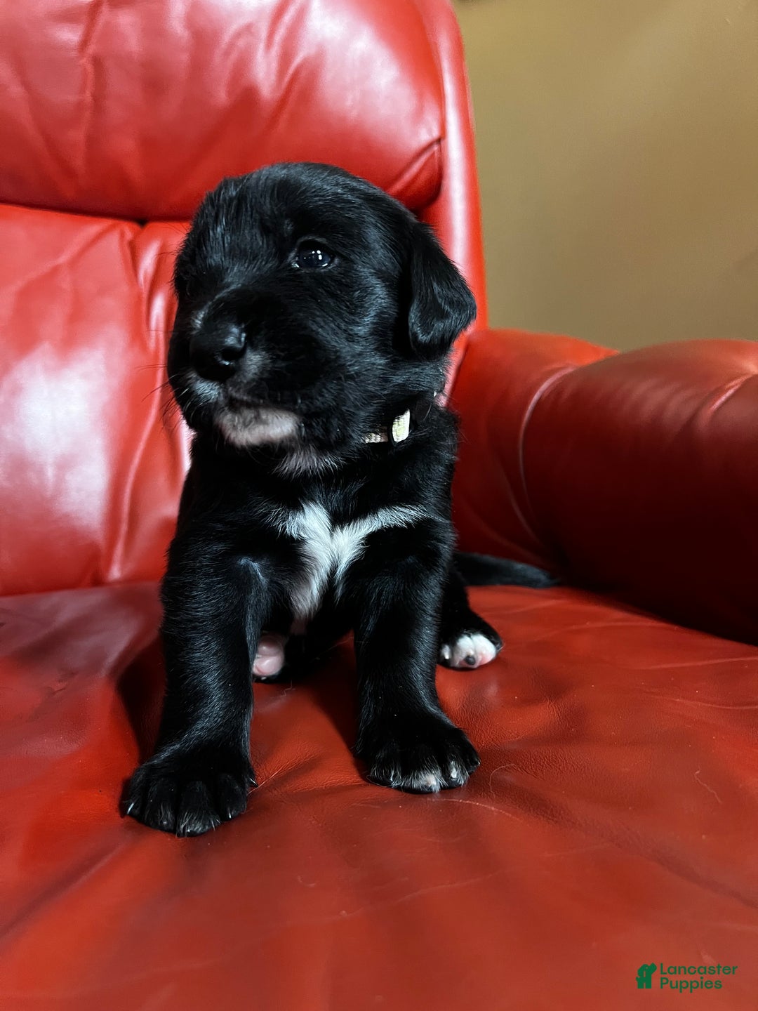 Goldador dogs for sale: Lulu - Ad 2