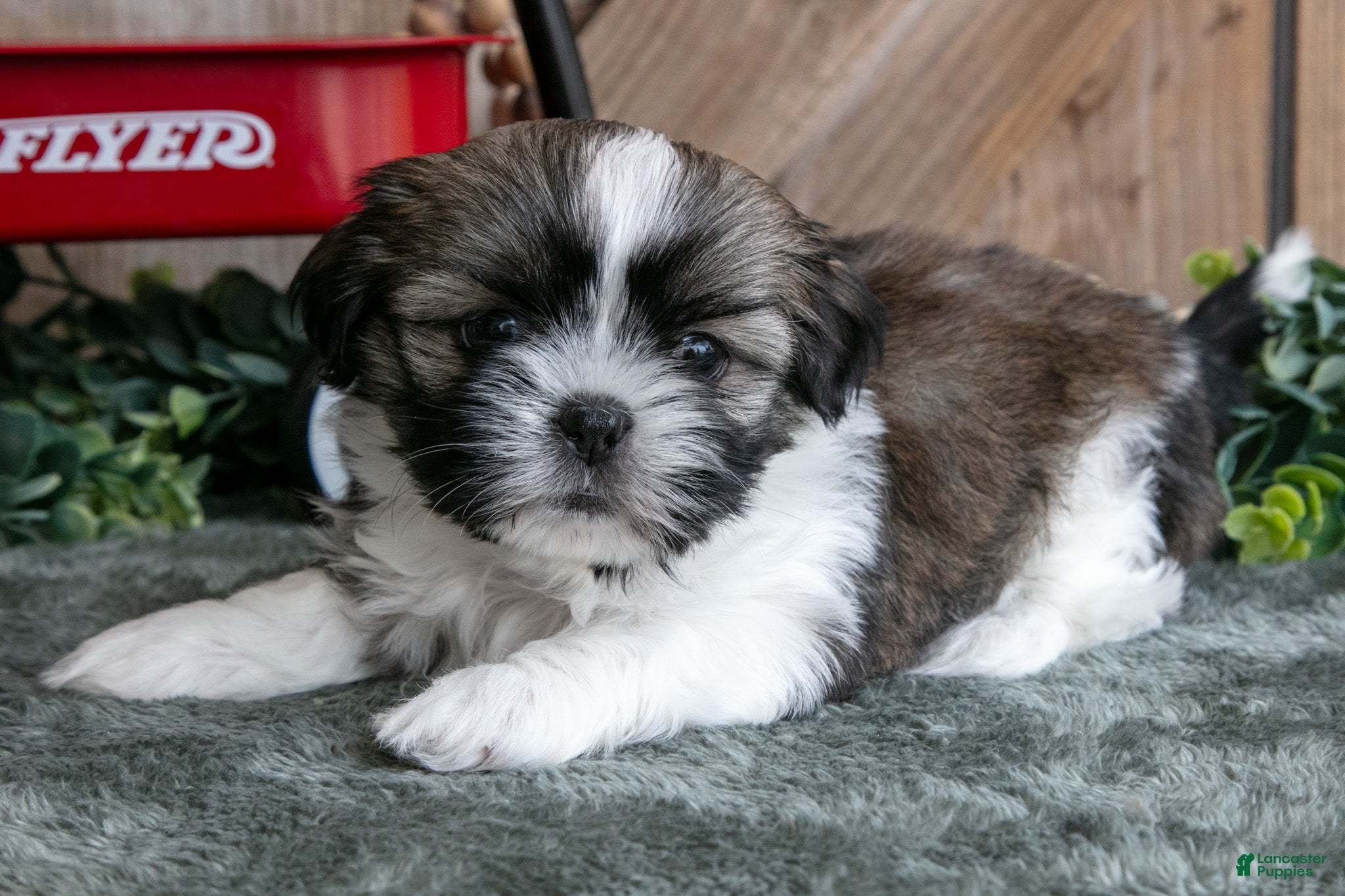 Shih Tzu dogs Jimbo - Ad 1