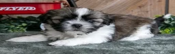 Shih Tzu dogs for sale: Jimbo - Ad 1
