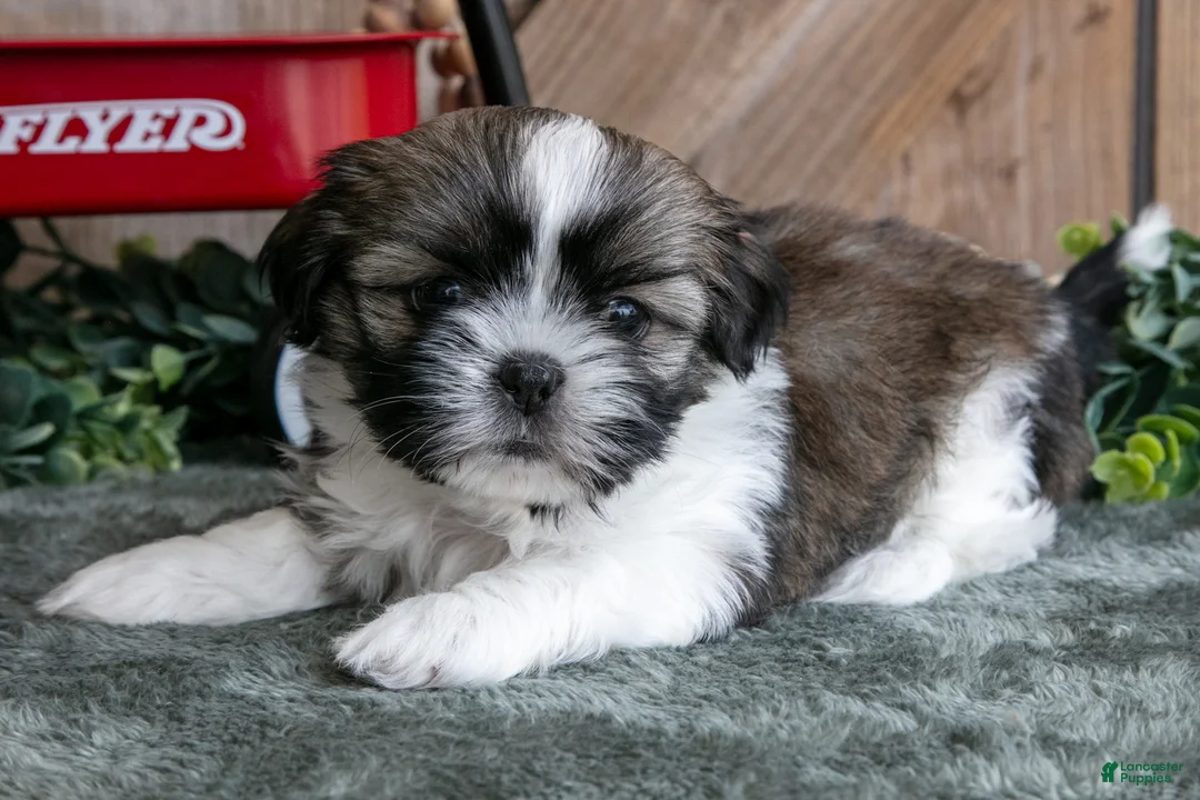 Shih Tzu dogs for sale: Jimbo - Ad 1