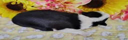 Border Collie dogs for sale: Gloria  - Ad 5