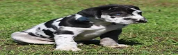 Great Dane dogs for sale: Emily - Ad 3