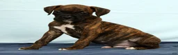 Boxer dogs for sale: Max - Ad 4